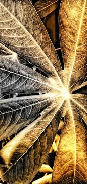 Close up of cassava leaves Фото