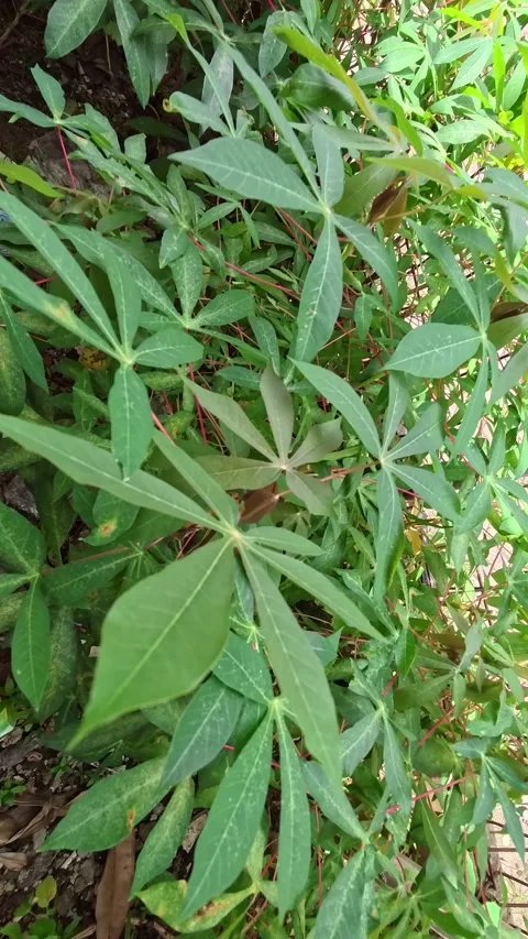 A close-up of a Cassava plant with its distinctive palmate leaves. Lush gre.. Stock Footage 305830366