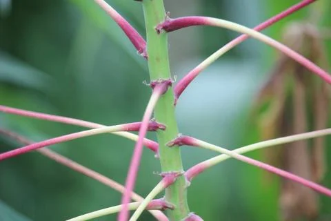 Close up of cassava stems Stock Photos