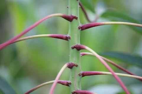 Close up of cassava stems Stock Photos