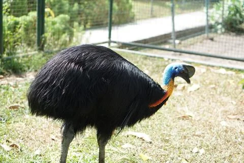Close-up, cassowary in a cage Foto stock