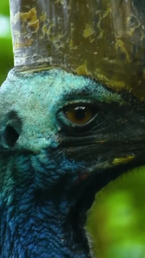 Close up of a cassowary 库存影片 321408383
