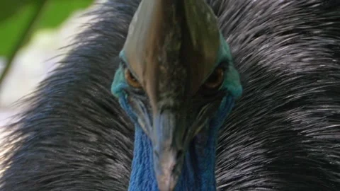 Close Up Of Cassowary Head Stock Footage 229767380