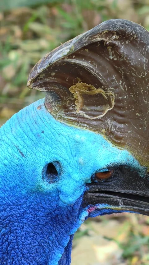 Close-up of Cassowary, the largest flightless bird. Stock-Footage 310605175