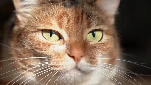Close Up Cat Attacks Stock Footage 101827125