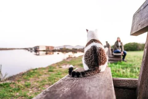 Close-up of a cat from behind sitting on a bench by a lake facing a blurred w Stock Photos