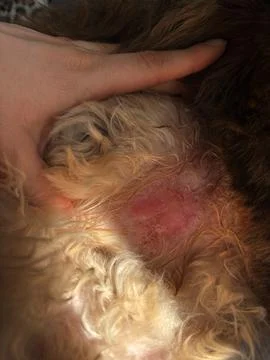Close up cat belly skin without fur,an injured animal. Leaked painful place.. Foto stock