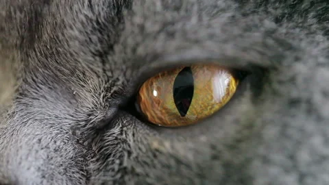 Close-up Of Cat With Big Orange Eyes Looks Angry. British Cat. 库存影片 85900587