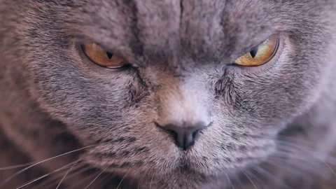 Close-up Of Cat With Big Orange Eyes Looks Angry. British Cat. Stock Footage