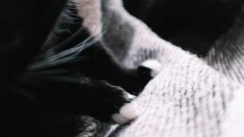 Close-up of cat on blanket in the home Stock Footage 122516338