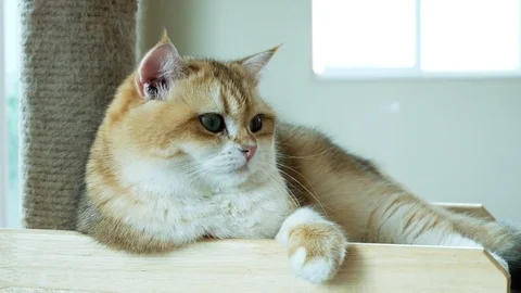 Close-up cat. blue eye feeling surprised when looking at something. Stock-Footage 108039581