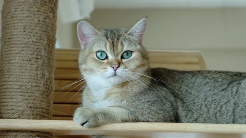 Close-up cat blue eye feeling surprised when looking at something. Stock Footage 108039835