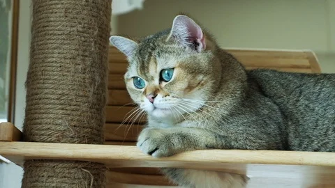 Close-up cat blue eye feeling surprised when looking at something. Stock Footage 108389012