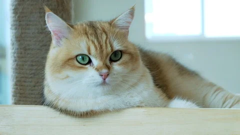 Close-up cat. blue eye feeling surprised when looking at something. Stock Footage 111138011