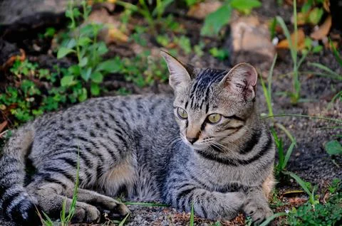 Close up of cat with bokeh background Stock Photos
