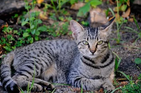Close up of cat with bokeh background Stock Photos