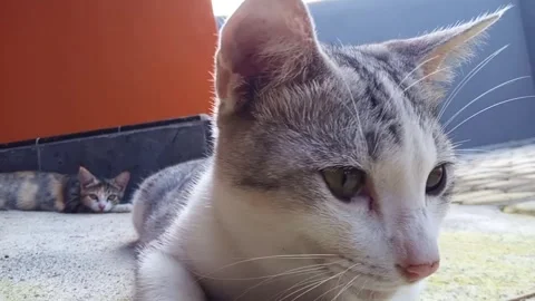 Close-up of a cat. A cat giving a head shaking gesture while laying down. Stock Footage 271166469