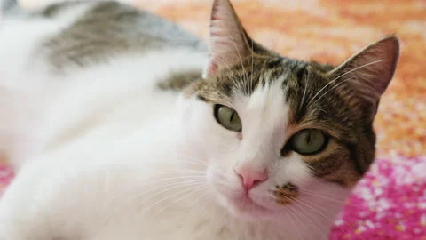 Close up of cat. Cat looking at the camera. The cat sitting on a colorful carpet 動画素材 143090877