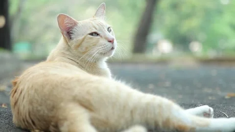 Close up cat Chilling on street Stock Footage 153575194