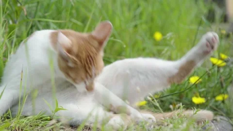Close Up Cat Cleaning Body and Hide in Garden Stock Footage 153583005