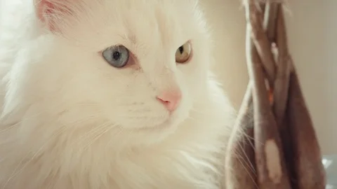 Close-up of a cat with different eyes Stock Footage 86299938