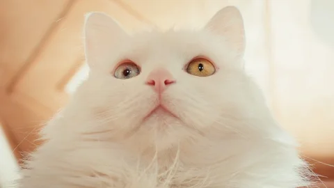 Close-up of a cat with different eyes Stock Footage 86300060