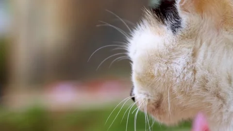 Close up of cat dozing.  Stock Footage 219127686