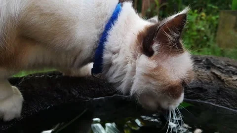 Close-up of Cat Drinking Water from Stone Container in a Tranquil Garden Stock Footage 324324121