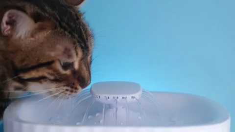 Cat Drinking Stock Footage ~ Royalty Free Stock Videos | Pond5