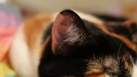 Close up of a cat ear Stock Footage 136642676