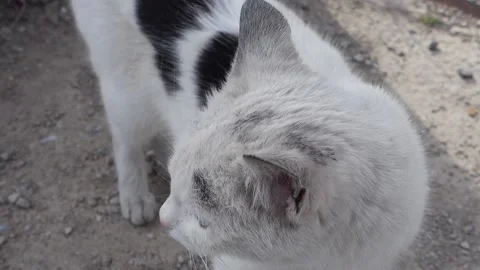 Close-up cat ear,cat's ear movements,ear movements of a cat while listening t 스톡 동영상 187101002