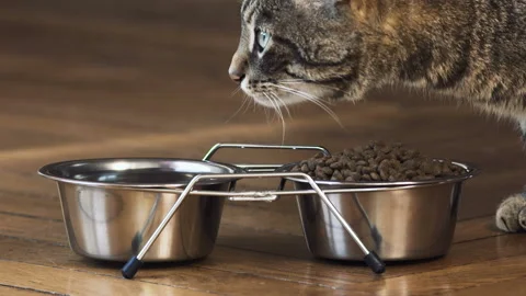 Close-up cat eating kibble, very beautiful gray cat with cat bowl silver design Stock Footage 88356813