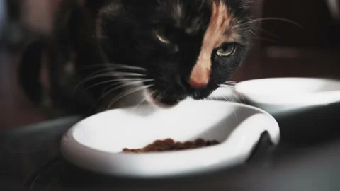 Close up cat eats dry feed from a bowl in light room on day time. Stock Footage 152467085