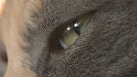 Close up of cat eye. Blinks and squints. Stock Footage 93319936