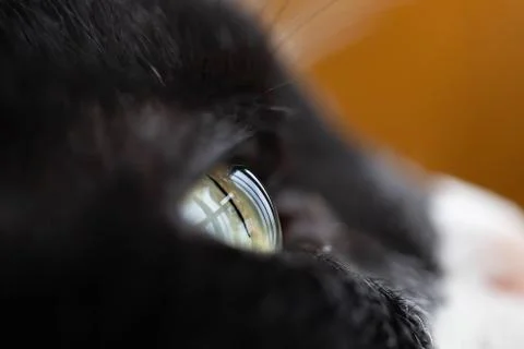 Close up of cat eye Stock Photos