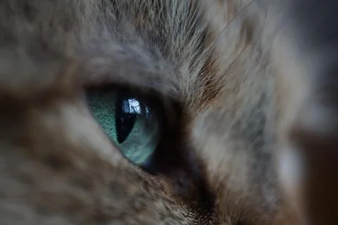 Close-up cat eye Stock Photos