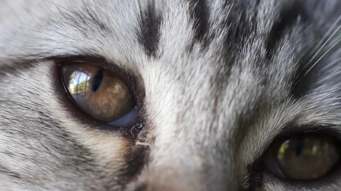 Close up of cat eyes. Stock Footage 83532159
