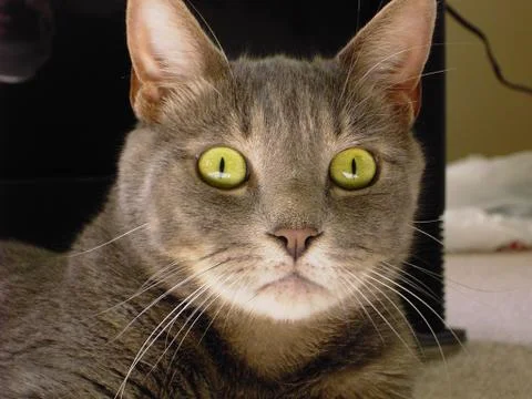 Close up Cat Eyes Stock Photos
