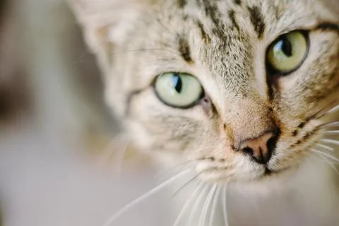 Close up of cat face with copyspace on the left Foto stock