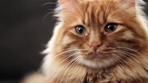 Close up cat face - Focus on eyes Video stock 74384483