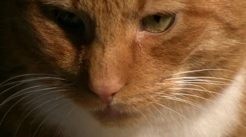 Close up on a cat face Stock Footage 558499
