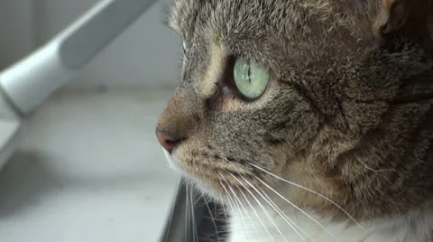 Close Up of Cat Face Vidéo 22556390