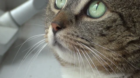 Close Up of Cat Face Stockbeeldmateriaal 22565858