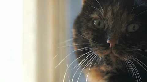 Close-up on a cat face Stock Footage 23445217