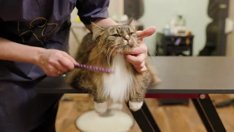 Close up of cat face held by groomer in cat spa brushing its hair Video stock 196798523