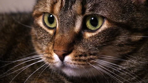 Close up with the cat face looking intently at something Video stock 217657306