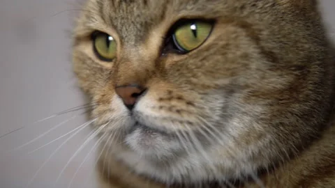 Close-up cat face looks directly at you Stockbeeldmateriaal 146336101
