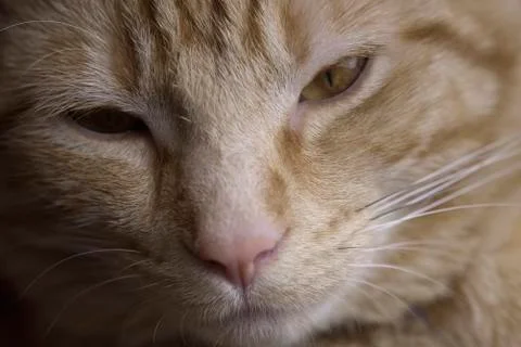 Close up cat face Stock Photos
