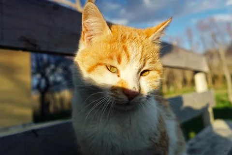 Close up Cat face Stock Photos