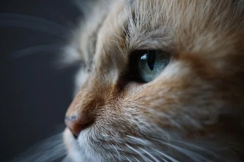 Close-up cat face Stock Photos